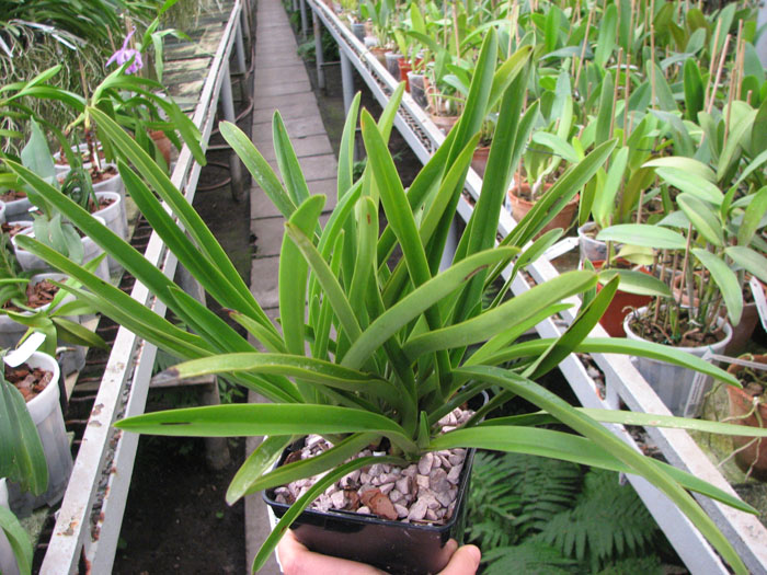 Paphiopedilum exul.jpg