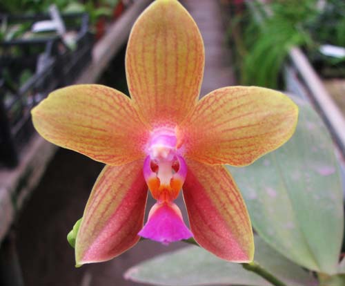 Doritaenopsis-Sogo-Meili-x-Phalaenopsis-Ld's-Bear-Queen.jpg