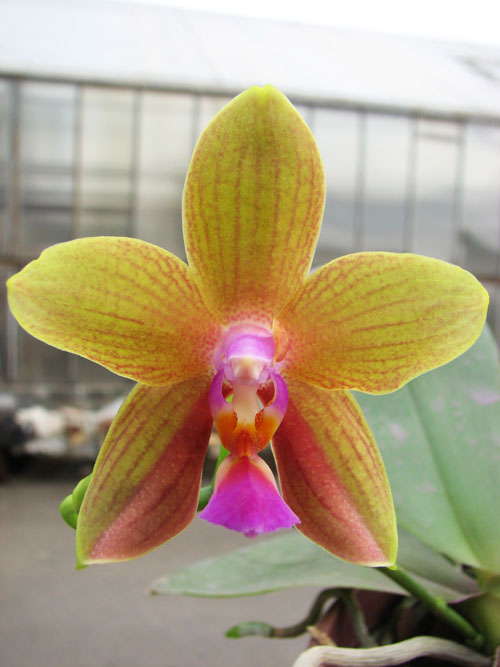 Doritaenopsis Sogo Meili x Phalaenopsis Ld's Bear Queen.jpg