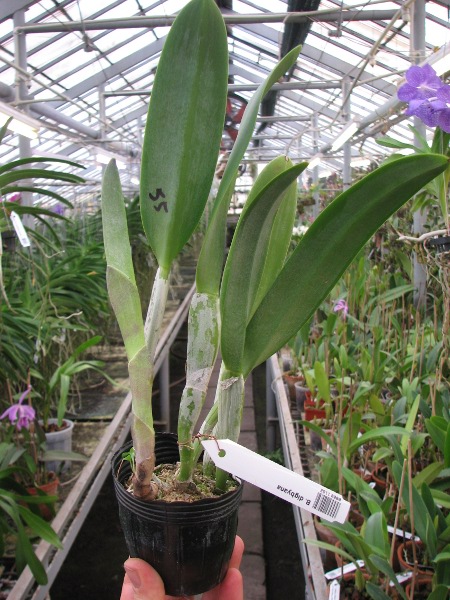 Brassavola digbyana.JPG