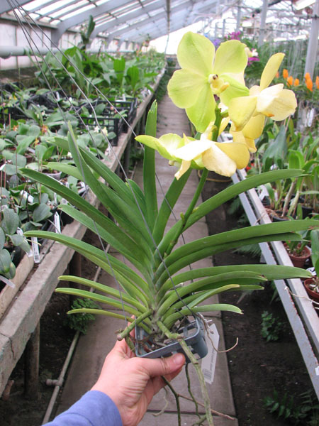 Ascocenda Somsri Gold.jpg