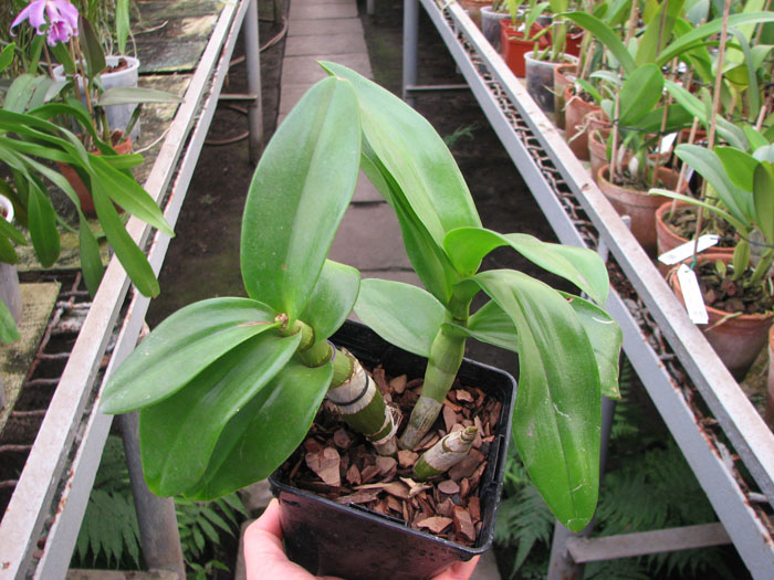 Dendrobium Jairak Min 'Mangosteen'.jpg