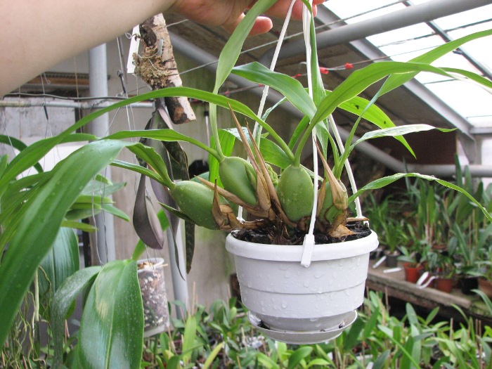Coelogyne cristata.JPG