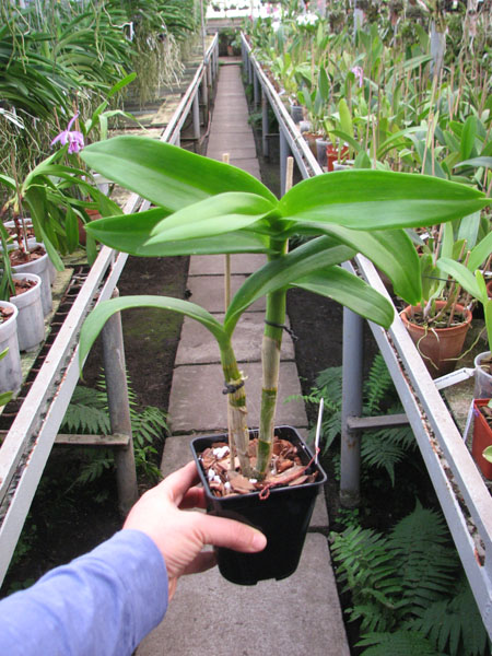 Dendrobium Hieng Beauty.jpg