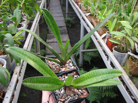 Paphiopedilum Dark Spell 'Ruby' x Paphiopedilum St Swithin 'Swallow'.jpg
