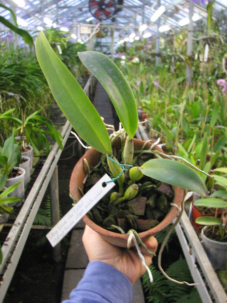 Cattleya trianae alba 'Castro' x Cattleya trianae integra orlata vinho.jpg
