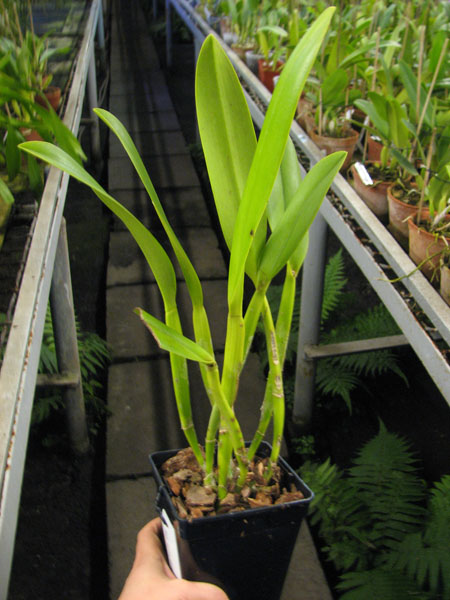 Rhyncholaeliocattleya Golf Green 'Lu-Chi'.jpg