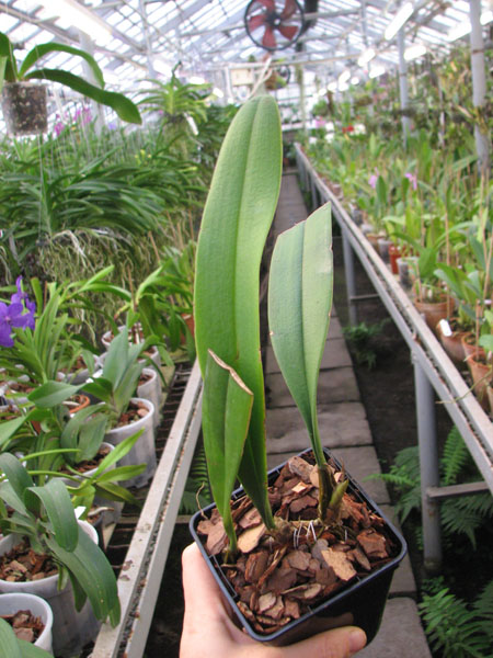 Bulbophyllum medusae.jpg