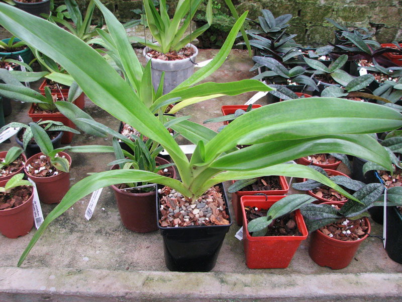 Paphiopedilum rothschildianum 'Chao Chou' x Paphiopedilum gigantiferum '#1'.jpg
