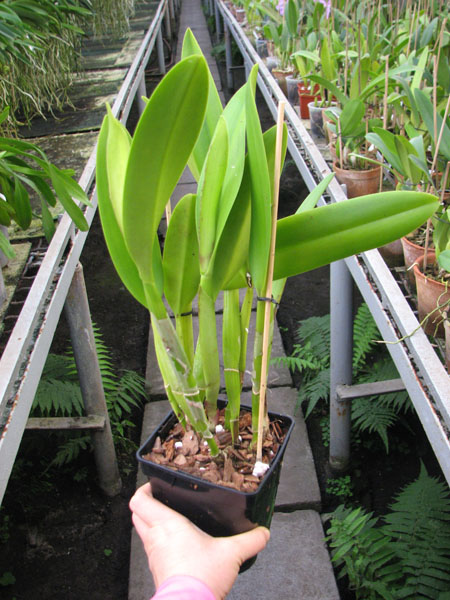 Rhyncholaeliocattleya Golf Green 'Lu-Chi' (OG).jpg