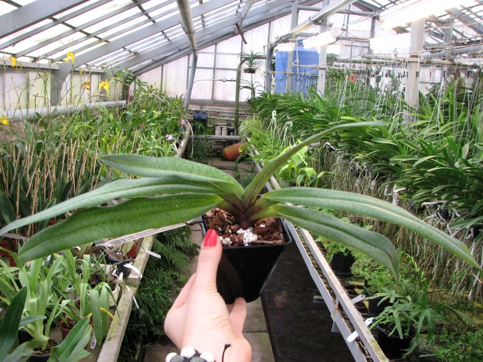 Paphiopedilum Gloria Naugle (rothschildianum x micranthum).JPG