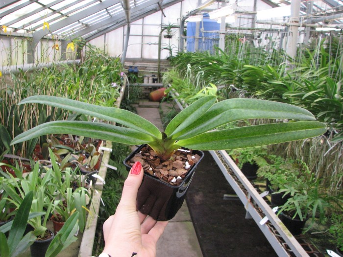 Paphiopedilum Dollgoldi (armeniacum x rothschildianum).JPG
