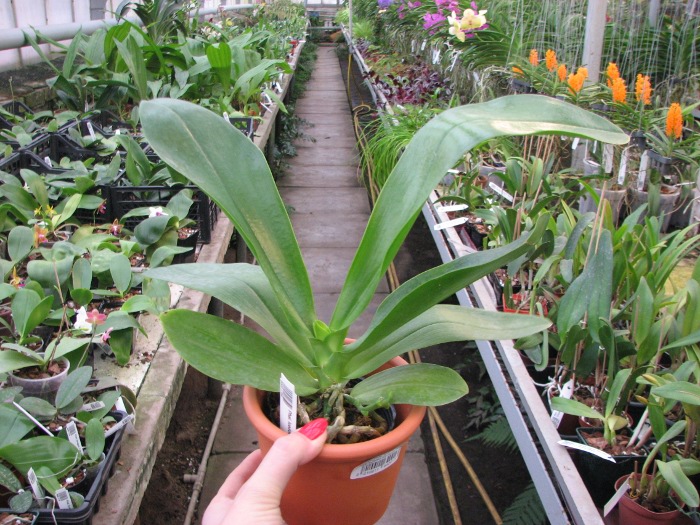 Phalaenopsis lueddemanniana.JPG