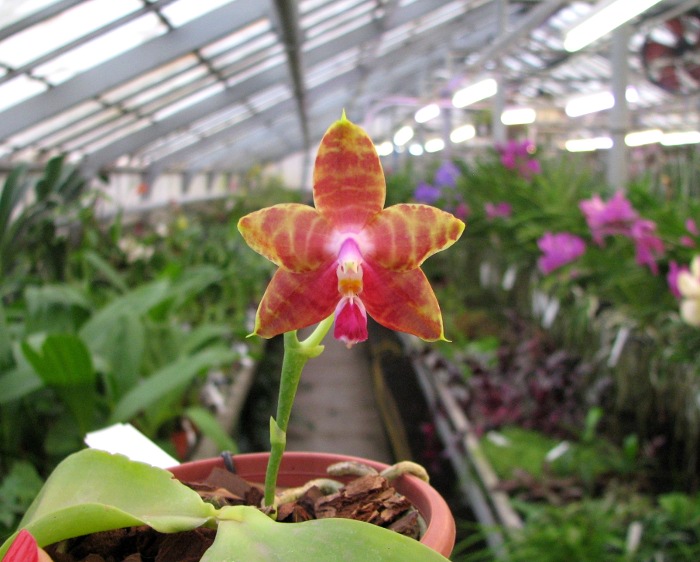 Phalaenopsis amboinensis x Phalaenopsis Penang Girl.JPG
