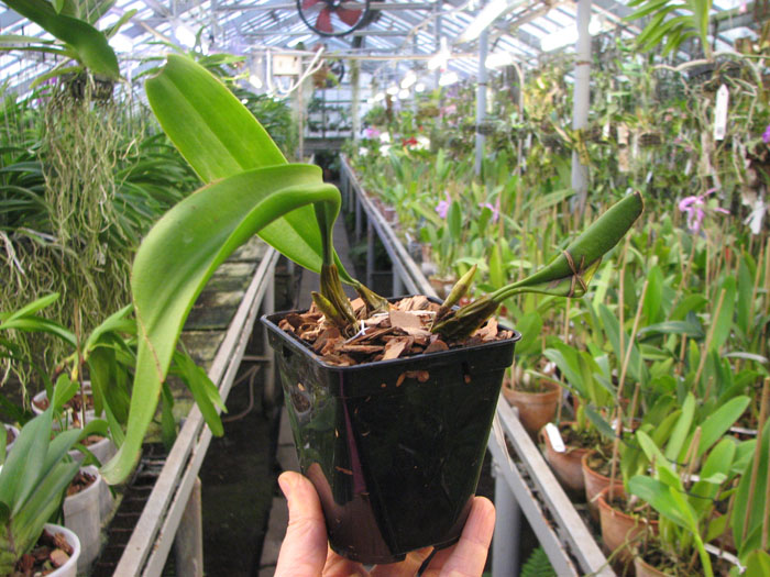Bulbophyllum medusae.jpg