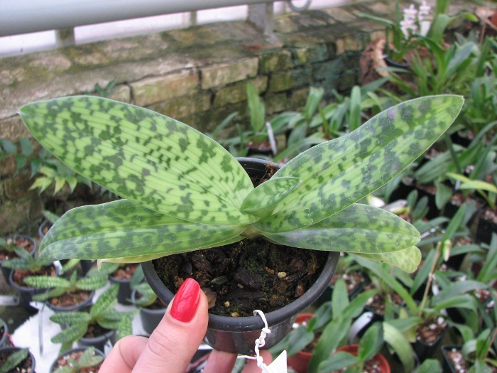 Paphiopedilum sukhakulii.JPG