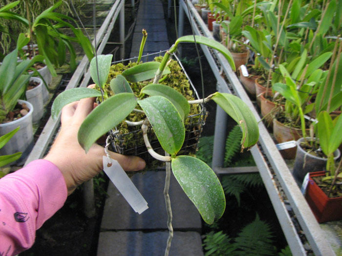 Cattleya aclandiae.jpg
