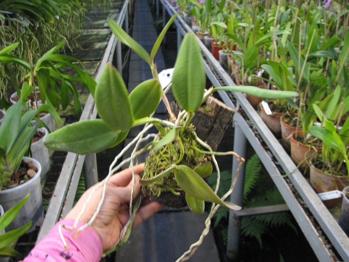 Cattleya schilleriana escura 'Jucú' x Cattleya schilleriana 'Paredão'.jpg