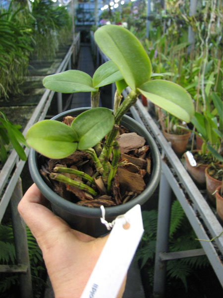 Cattleya leopoldii.jpg