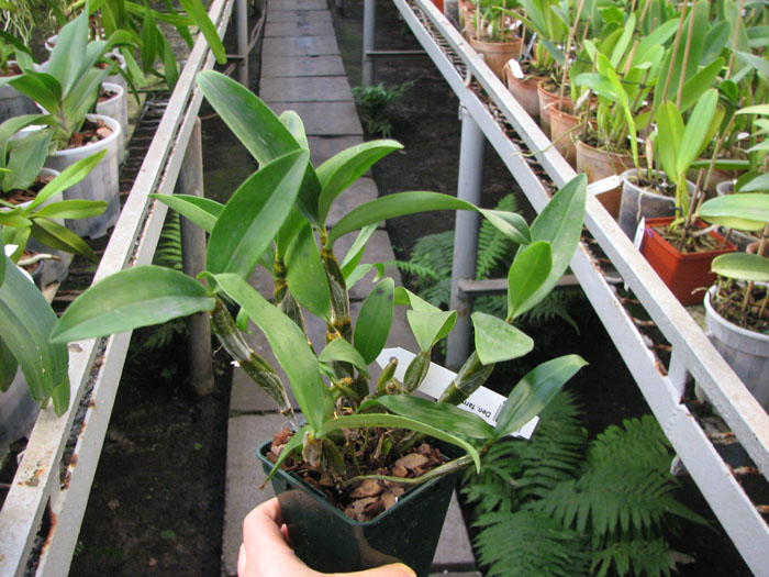 Dendrobium farmeri.jpg