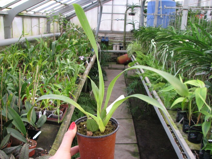 Odontoglossum harryanum.JPG