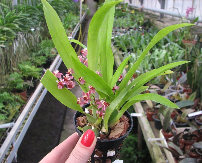 Oncidium Twinkle 'Red Fantasy'.JPG
