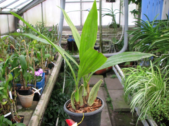 Coelogyne merrillii.JPG