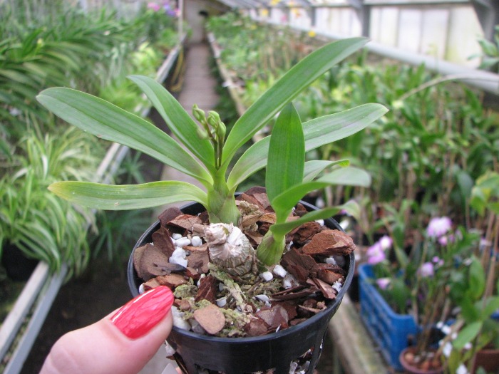 Dendrobium peguanum.JPG