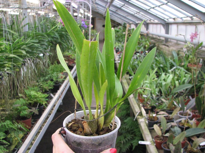 Zelglossoda Calico Gem 'Green Valley #1'.JPG