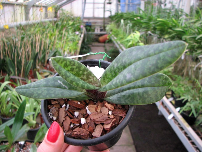 Paphiopedilum venustum.JPG