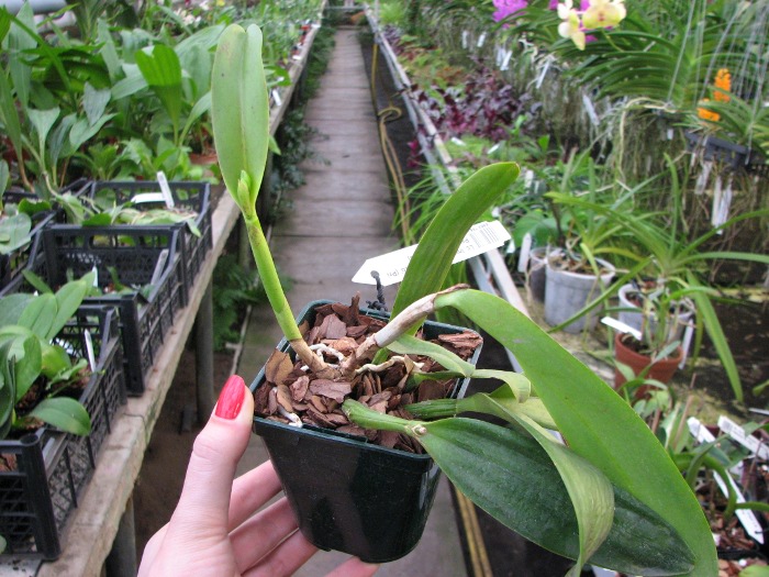 Laeliocattleya Imperial Charm 'Sato' (Pri Pri x Imperial Wings).JPG