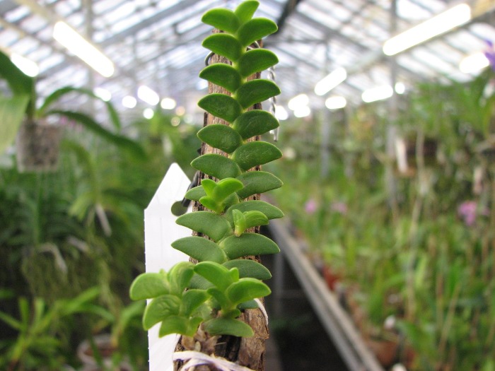 Angraecum distichum.JPG