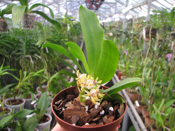 Gastrochilus japonicus.JPG