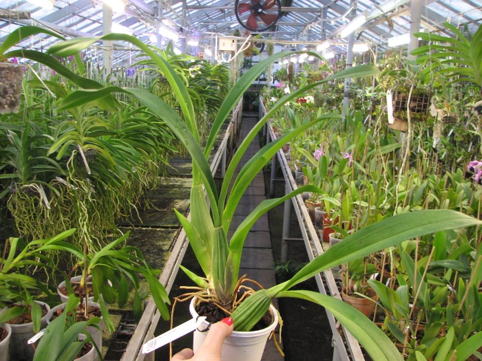 Brassia verrucosa.JPG