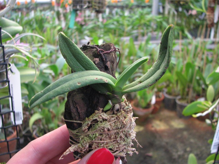 Amesiella philippinensis.JPG