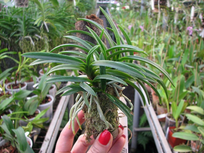 Neofinetia falcata.JPG