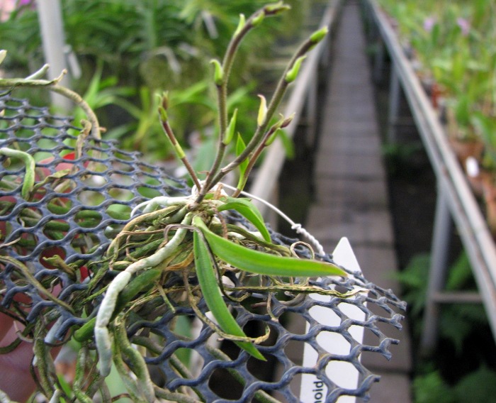 Chilochista usnoides.JPG