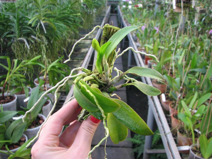 Laelia alaori escura x self.JPG
