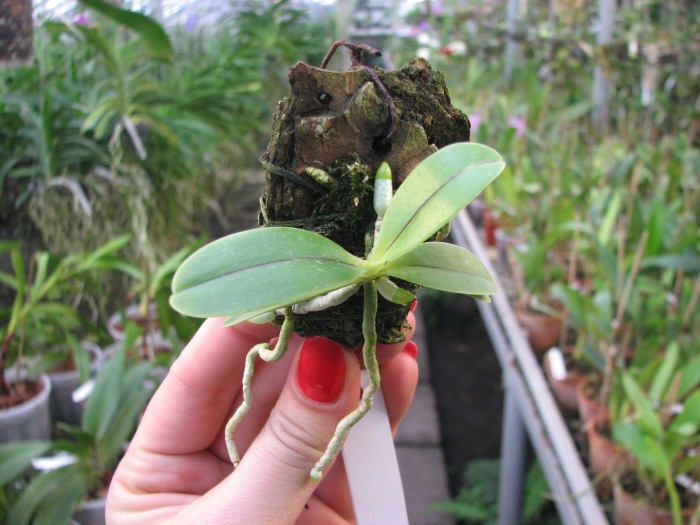 Phalaenopsis cornu cervi var. thalebanii.JPG