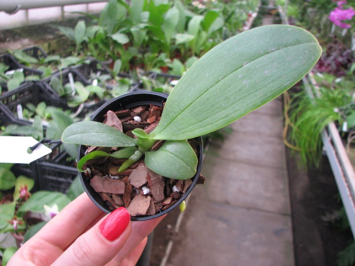 Phalaenopsis Orchid World.JPG