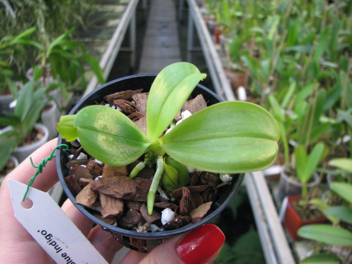 Phalaenopsis bellina 'blue'.JPG