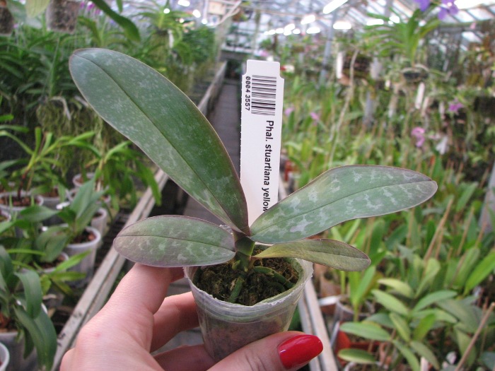 Phalaenopsis stuartiana yellow x sib.JPG