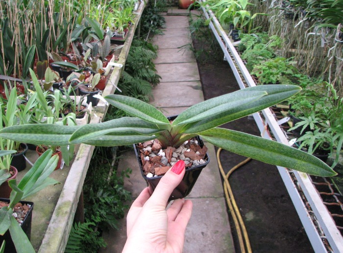 Paphiopedilum Gloria Naugle (rothschildianum x micranthum).JPG