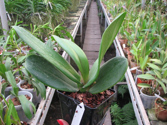 Doritaenopsis Taiwan Red Cat 'Red Cat'.JPG