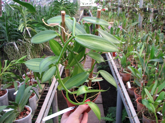 Vanilla planifolia variegata.JPG