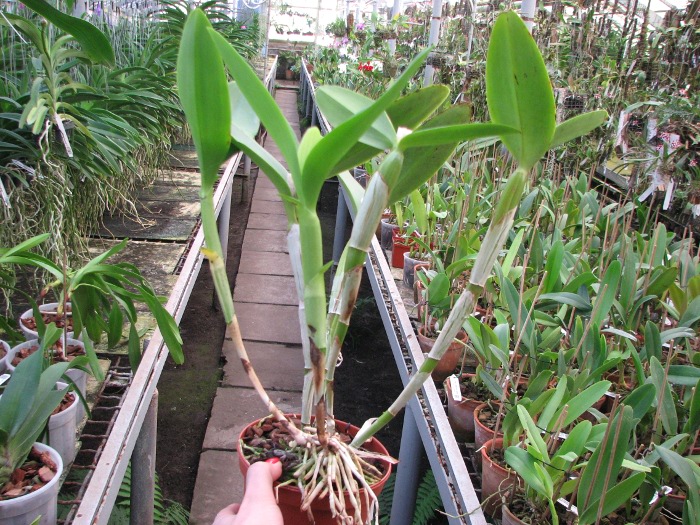 Cattleya skinneri albescens.JPG