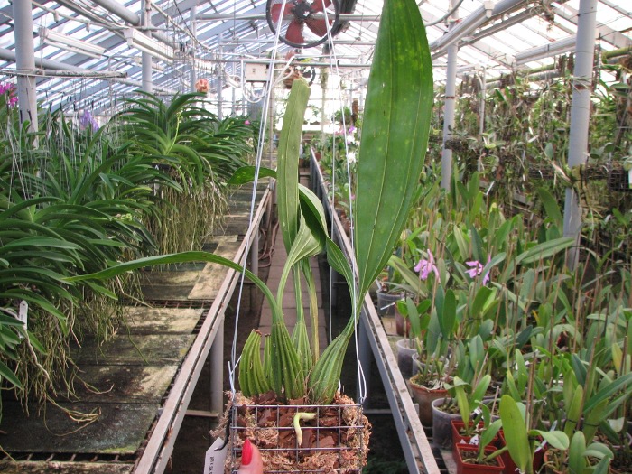 Coryanthes macrantha 'KS' x self.JPG