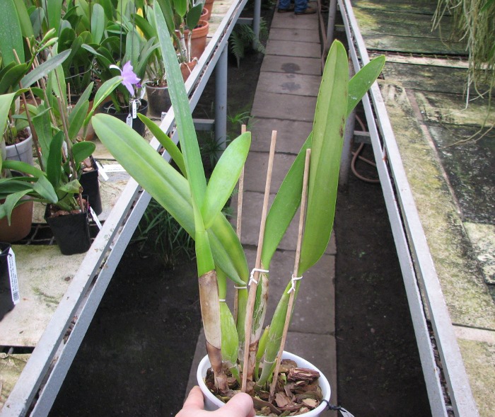 Laeliocattleya C G Roebling 'Blue Indigo' (Cattleya gaskelliana x Laelia purpurata).JPG