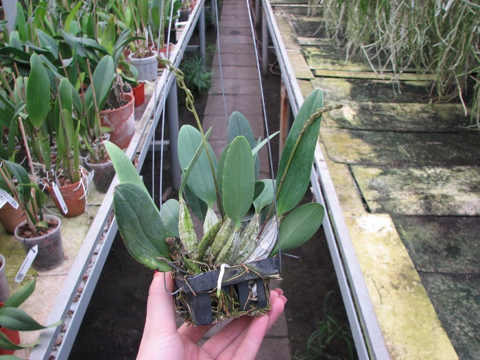 Dendrobium aggregatum.JPG