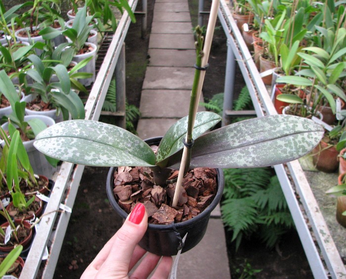 Phalaenopsis Philadelphia (schilleriana x stuartiana).JPG